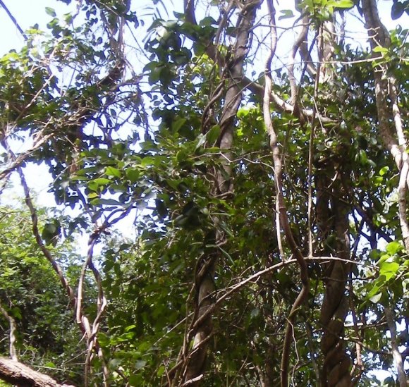 Photo: https://commons.wikimedia.org/wiki/File:Lianas.jpg by Mark Marathon