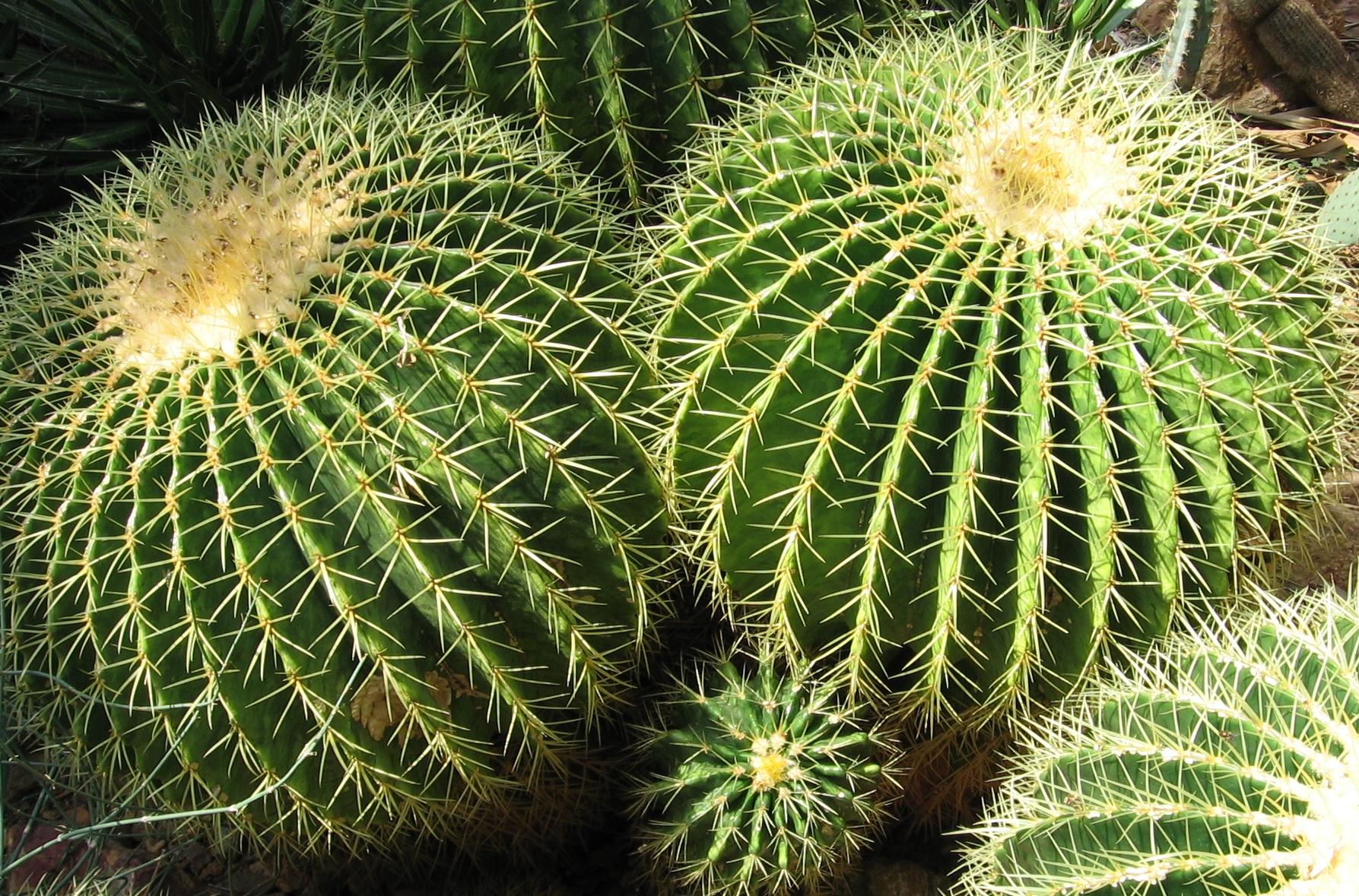 BarrelCacti