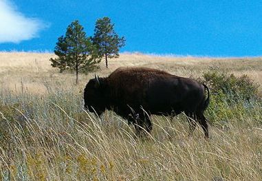 BisonGrazing