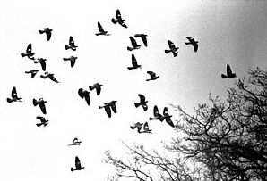 Pigeons in flight