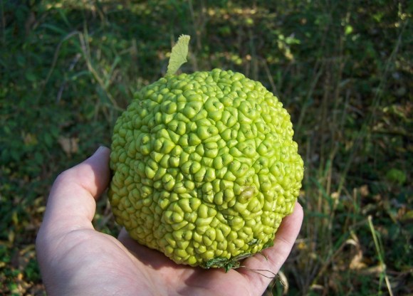 Osage_orange_1