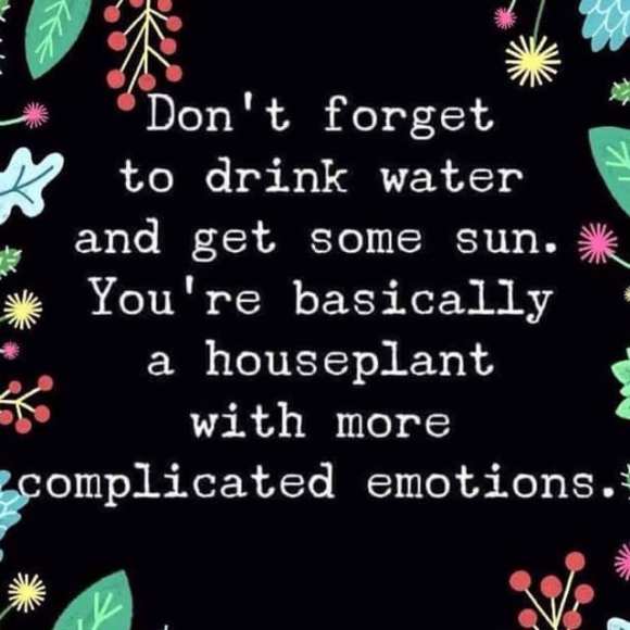 You are a houseplant