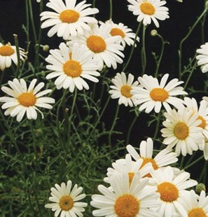 Pyrethrum
