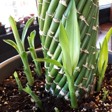 LuckyBamboo excapes to outside