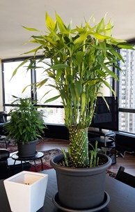 luckybamboo-goes-wild.jpg