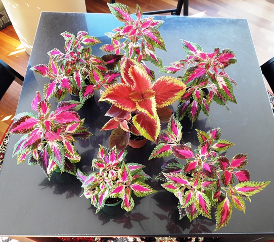 Coleus to give away