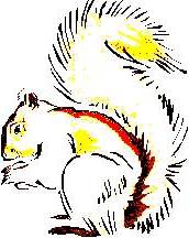 squirrel