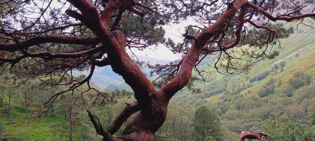 A gnarled pine tree with reddish bark in the foreground with a green mountain valley in the background.