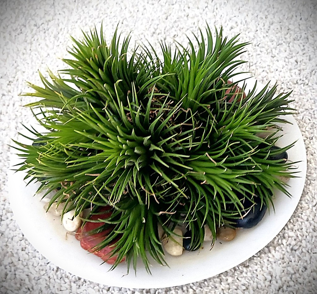 A clump of air plants.