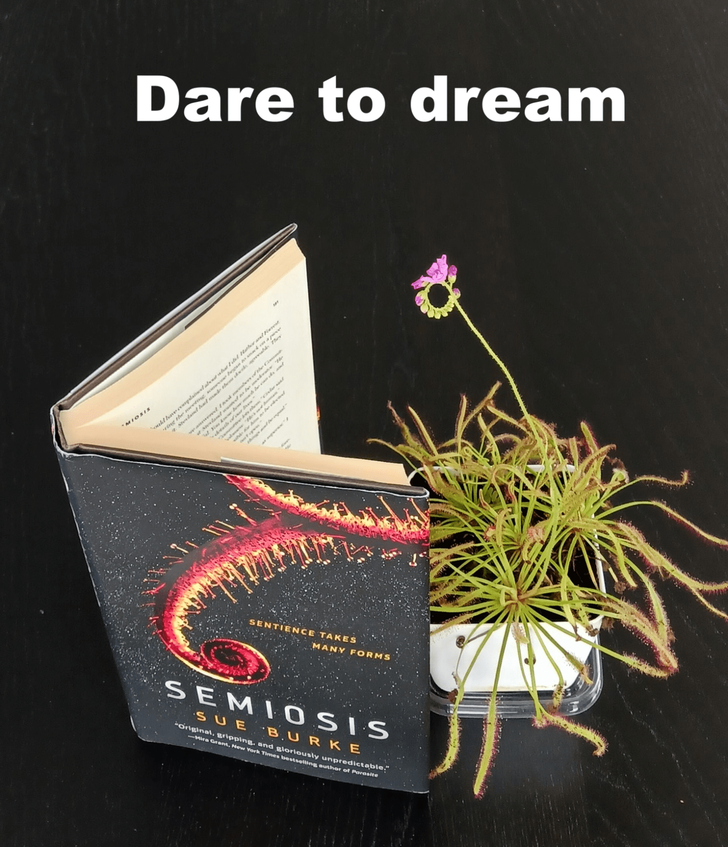 A sundew houseplant, which is a carnivorous plant, seems to be reading a copy of the novel "Semiosis," which is about sentient plants that rule over humans. The novel has a picture of a sundew on the cover. The caption reads "Dare to dream."